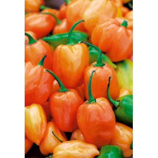 Papryka Habanero Orange - ostra, pomarańczowa