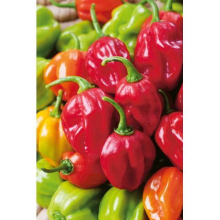 Papryka Habanero Red - ostra, czerwona