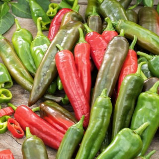 Papryka Anaheim Chili - półostra