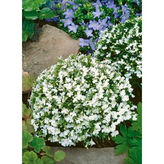 Lobelia przylądkowa biała - Stroiczka