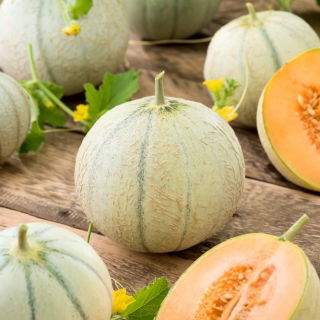 Melon Charentais - cukrowy