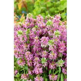 Monarda, Pysznogłówka cytrynowa