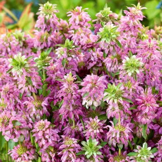 Monarda, Pysznogłówka cytrynowa