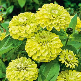 Cynia wytworna daliowa Envy