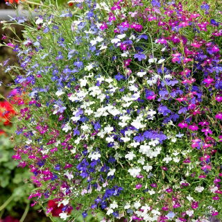Lobelia zwisła - mieszanka