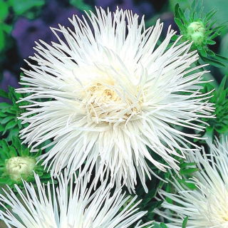 Aster igiełkowy Angora - biały