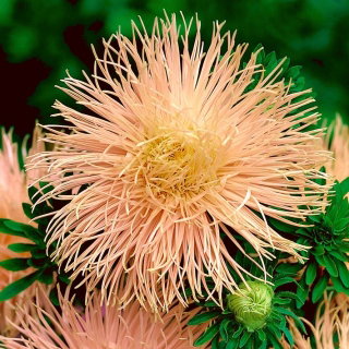 Aster igiełkowy Ewa