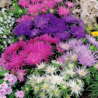Aster karłowy Teisa Stars