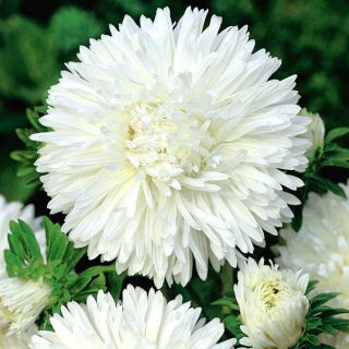 Aster peoniowy Perła