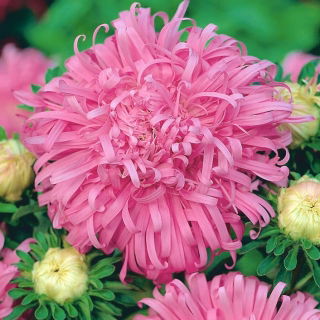 Aster chryzantemowy Beryl - różowy