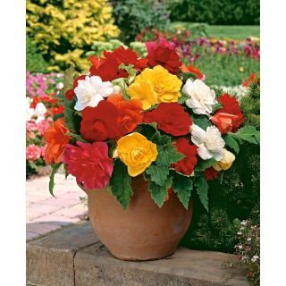 Begonia pełna - mix kolorów - 2 szt.