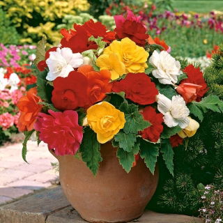 Begonia pełna - mix kolorów - 2 szt.