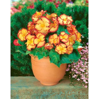 Begonia - Marginata Yellow - żółto-czerwona - 2 szt.