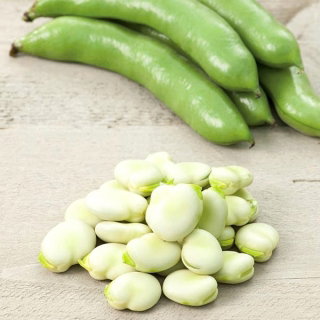 Bób Bonzo - wczesny, może być stosowany do uprawy przyspieszonej