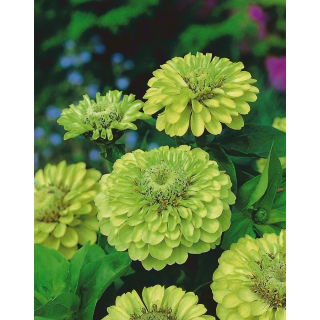 Cynia wytworna daliowa Envy