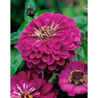 Cynia wytworna Liliput Purple Gem - fioletowa