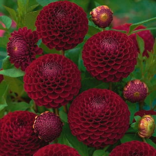 Dalia - Downham Royal - pomponowa
