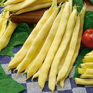 Fasola Galopka - karłowa żółtostrąkowa