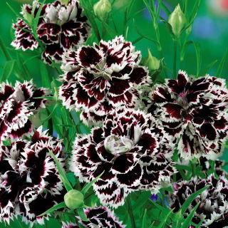 Goździk chiński Chianti