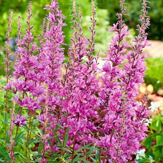 Krwawnica Rosy Gem