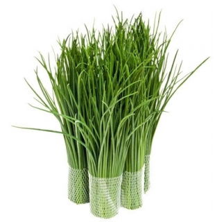 BIO Szczypiorek Medium leaf - Certyfikowane nasiona ekologiczne