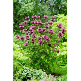 Monarda, Pysznogłówka cytrynowa