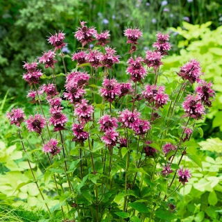 Monarda, Pysznogłówka cytrynowa