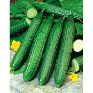 Ogórek Caruso F1 - szklarniowy, tunelowy, bardzo plenny i odporny