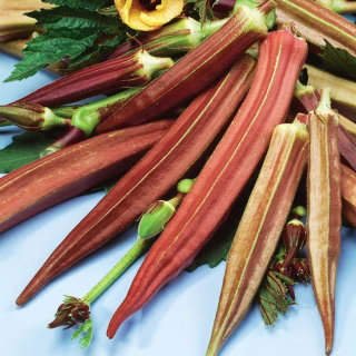 Okra, Ketmia jadalna Burgundy