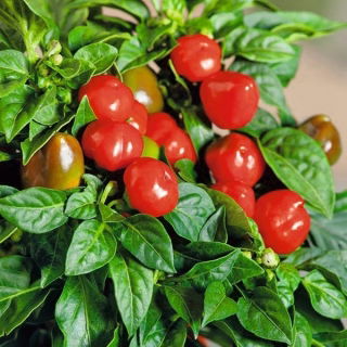 Papryka Peppino F1 - ostra, doniczkowa