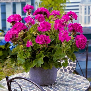 Pelargonia fioletowa
