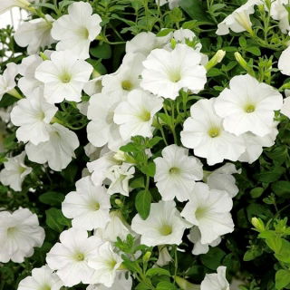 Petunia ogrodowa - Kaskada biała