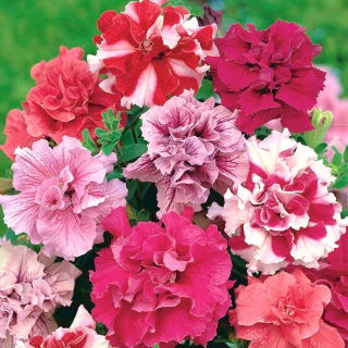 Petunia pełna Duo F1 - mieszanka