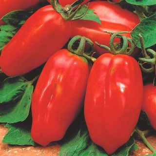 BIO Pomidor szklarniowy - Marzano 2 - Certyfikowane nasiona ekologiczne