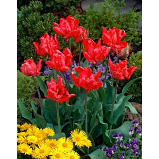 Tulipan Erna Lindgreen - opak. 5 szt.