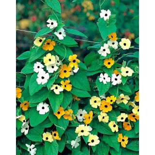 Tunbergia - kolorowa mieszanka