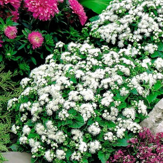 Żeniszek meksykański biały