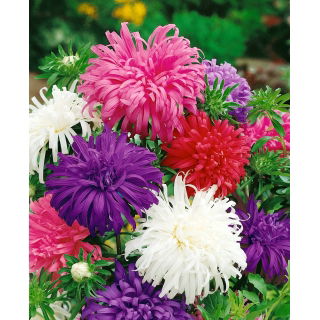 Aster chryzantemowy - mieszanka