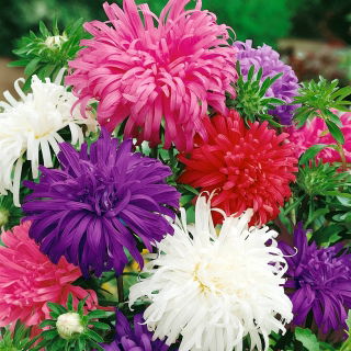 Aster chryzantemowy - mieszanka
