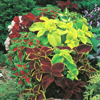 Koleus Blumego