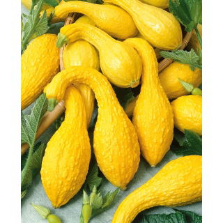 Dynia ozdobna Yellow Crookneck