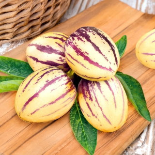 Pepino