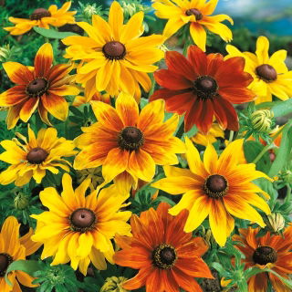 Rudbekia dwubarwna