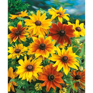 Rudbekia dwubarwna
