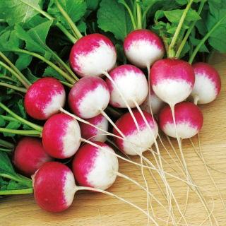 Rzodkiewka Caro - wczesna - 100 g