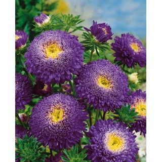 Aster książęcy - ciemnofioletowy