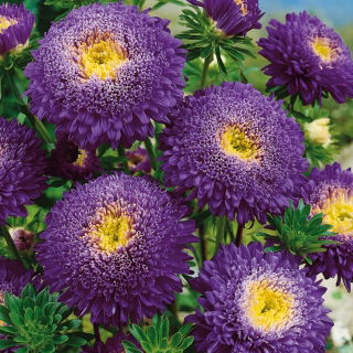 Aster książęcy - ciemnofioletowy