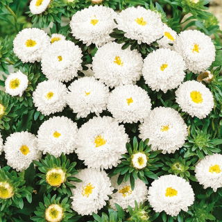Aster pomponowy - biały