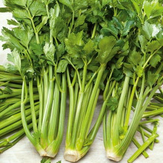 Seler naciowy Verde Pascal - liście grube, smaczne, jasnozielone