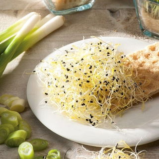 BIO Nasiona na kiełki - Szczypiorek czosnkowy - Certyfikowane nasiona ekologiczne